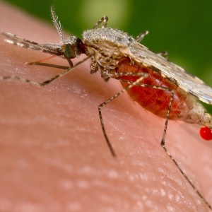 Mosquito Anopheles Stephensi - Jim Gathany/CDC/Reuters