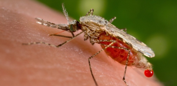 "Anopheles stephensi" tira sangue de um hospedeiro humano; A malária é causada por parasitas transmitidos às pessoas através da picada de mosquitos fêmeas infectadas - Jim Gathany/CDC/Reuters
