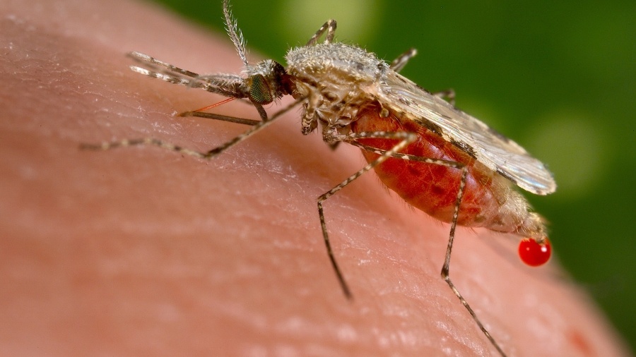 23.nov.2015 - Mosquito "Anopheles stephensi" -- transmissor da malária -- tira sangue de um hospedeiro humano  - Jim Gathany/CDC/Reuters