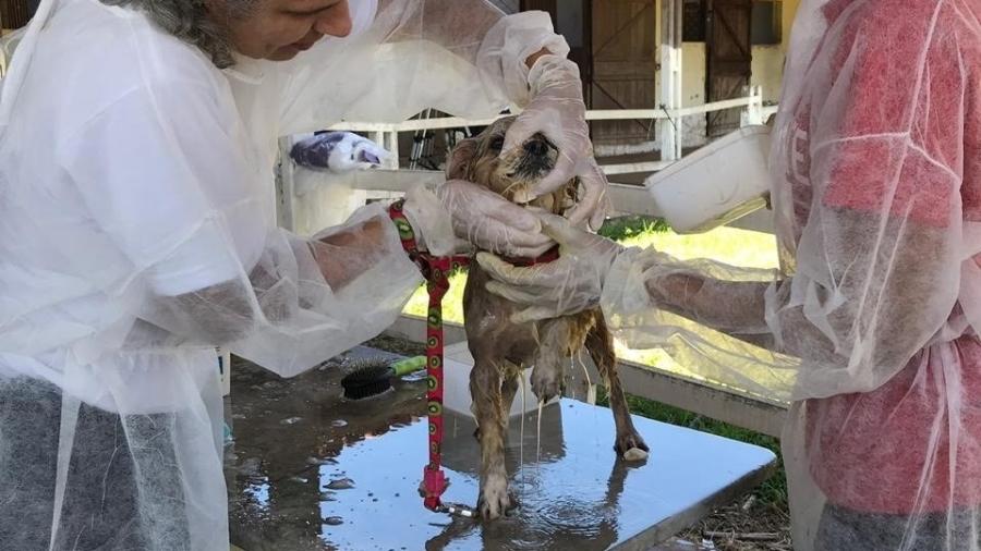 Cachorro de estimação é tratado em hospital de campanha - Vale/Divulgação