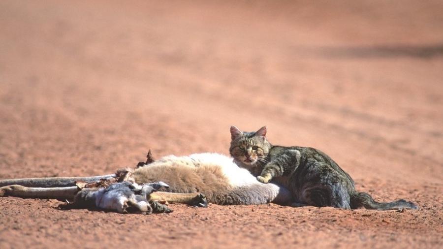 Gatos selvagens são uma ameaça para mais de 100 espécies selvagens na Austrália - Getty Images