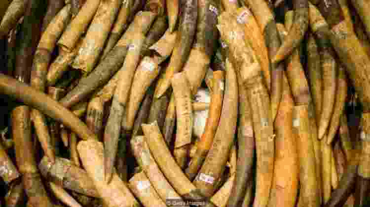 cientistas-esperam-produzir-marfim-cultivado-em-laboratorio-apresentando-uma-fonte-legal-e-alternativa-dos-produtos-1566249182112_v2_750x421.jpgx?profile=RESIZE_710x