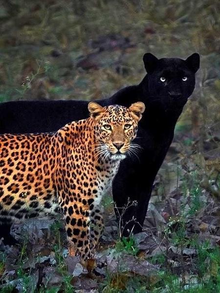 Leopardo e pantera negra em foto rara - Reprodução / Instagram