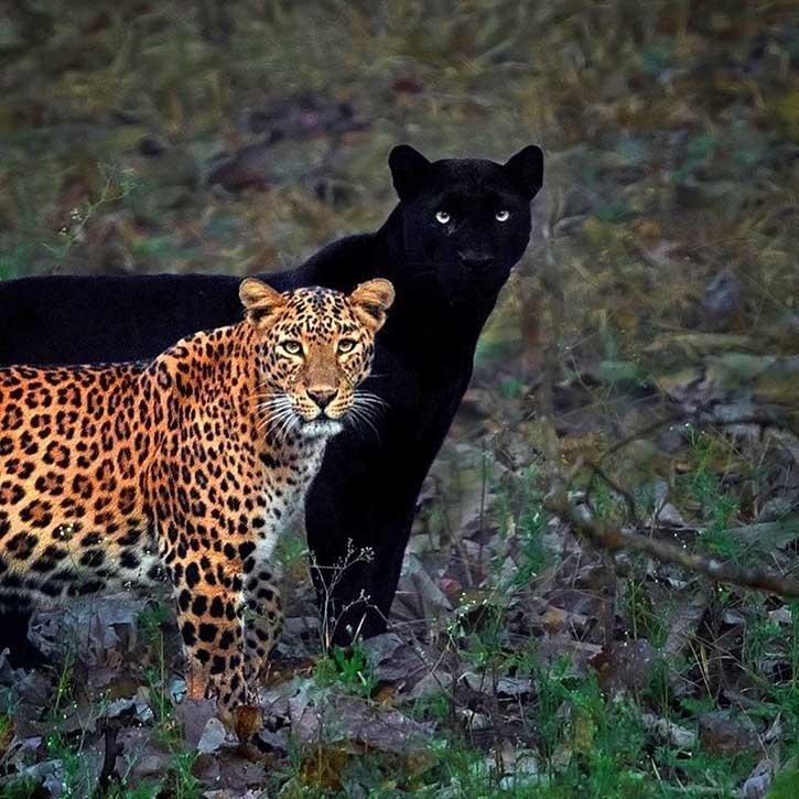 Fotógrafo compartilha clique raro de casal de leopardo e pantera negra