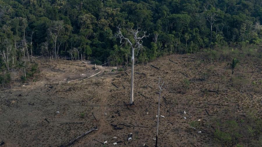 Vista aérea de desmatamento na Amazônia para expansão da pecuária, em Lábrea (AM) - Victor Moriyama/Amazônia em Chamas