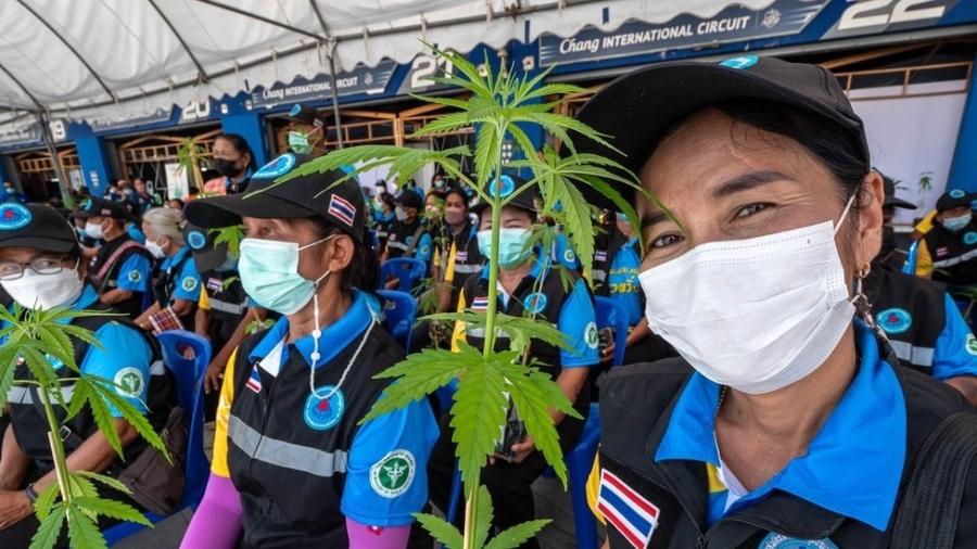 Tailândia distribuiu mudas de maconha para estimular cultivo - BBC