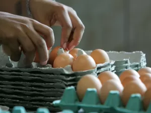 Vermelho, caipira, light ou orgânico: existe diferença entre tipos de ovos?