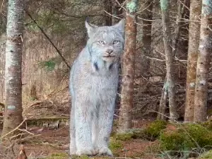 Sentou, mexeu orelha e se foi: câmera oculta em floresta flagra felino raro