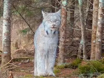 Sentou, mexeu orelha e se foi: câmera oculta em floresta flagra felino raro