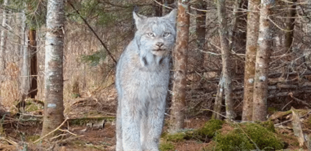 Una cámara oculta en el bosque captura gatos raros y en peligro de extinción