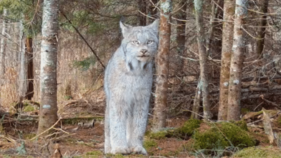 Câmera em floresta dos EUA flagrou um raro lince-do-Canadá. Espécie está ameaçada de extinção