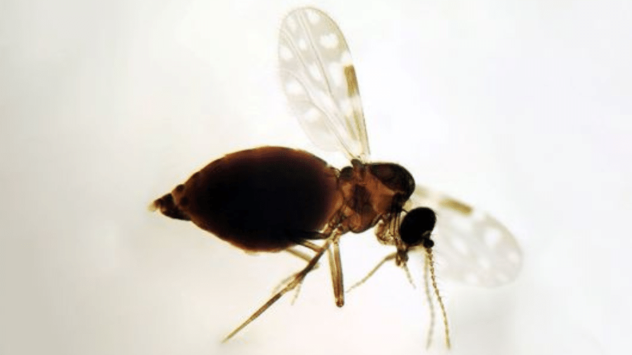 Inseto da espécie Culicoides paraensis - undefined