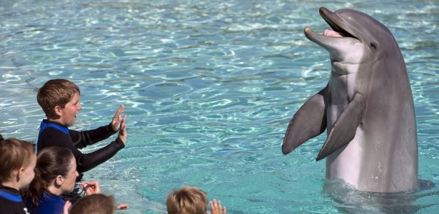 Pacientes do hospital infantil Rady nadam e interagem com golfinhos no SeaWorld - Mike Blake/Reuters