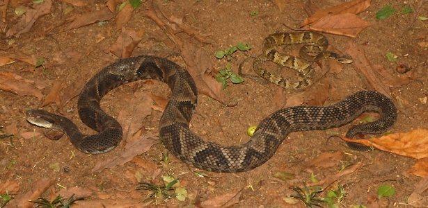 Veneno de serpente é mais lucrativo que ouro; veja o valor da