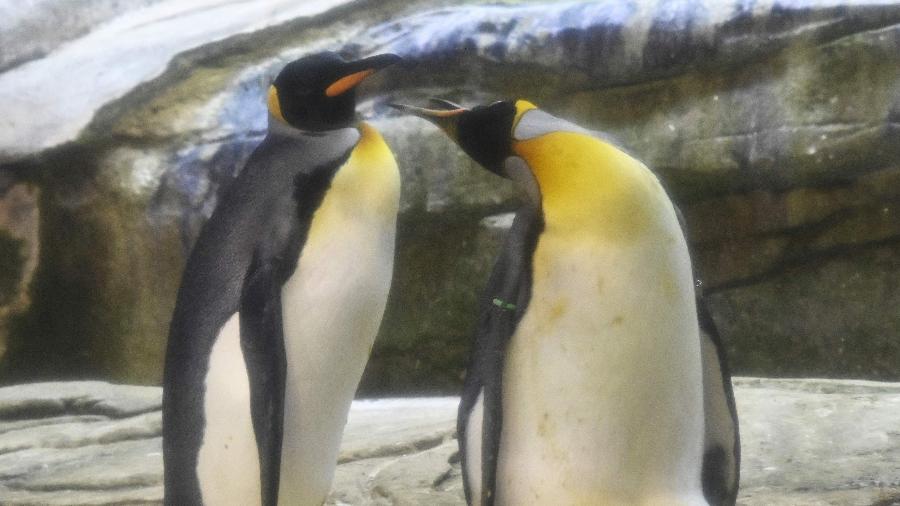 15.ago.2019 - Skipper e Ping são fotografados tomando conta de um ovo de outro casal de pinguins no zoológico de Berlim - Tobias Schawrz/AFP