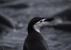 Colônias de pinguins de barbicha desaparecem da Antártida devido à mudança climática - Ueslei Marcelino/Reuters