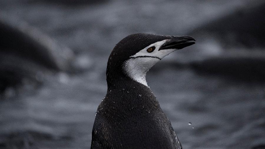 30.jan.2020 - Pinguim de barbicha na Ilha Snow, na Antártida - Ueslei Marcelino/Reuters