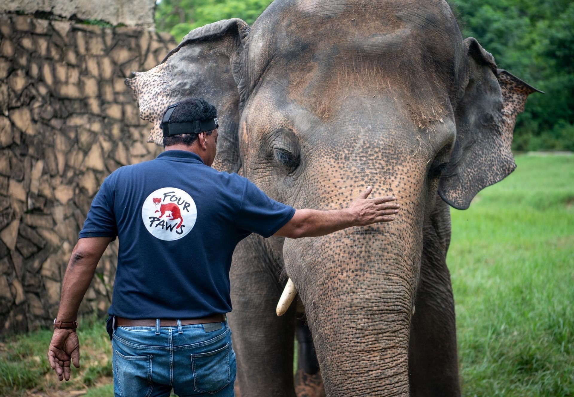 Elefante Mais Solitario Do Mundo Sera Libertado Em Santuario Para Animais 06 09 2020 Uol Noticias