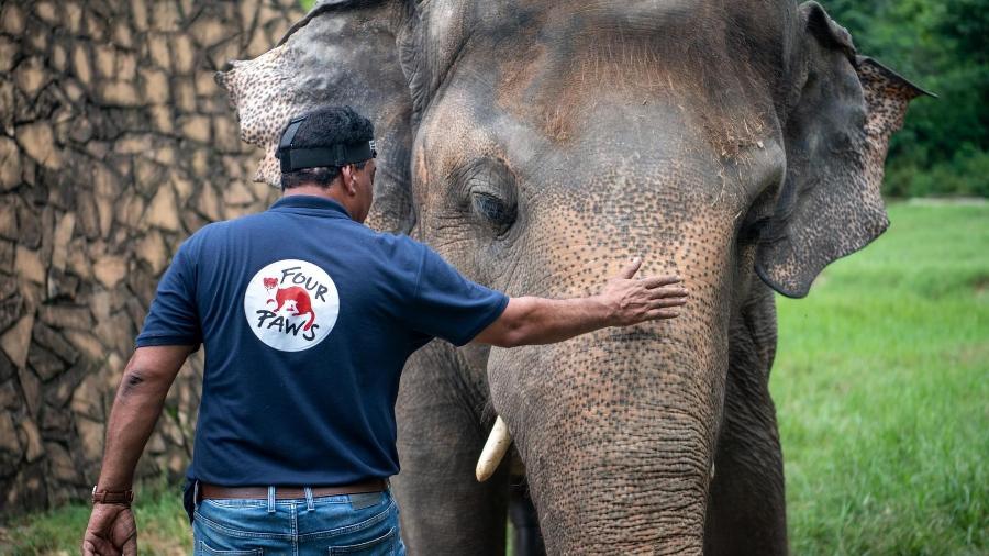 O elefante Kavaan vive sozinho desde 2012 no zoológico de Marghazar, no Paquistão - Divulgação/ Four Paws