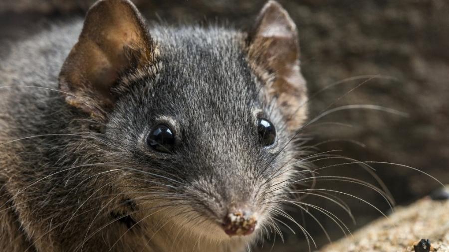 Antechinus com cabeça de prata no Kroombit Tops National Park, no centro de Queensland - GARY CRANITCH / QUEENSLAND MUSEUM / AFP