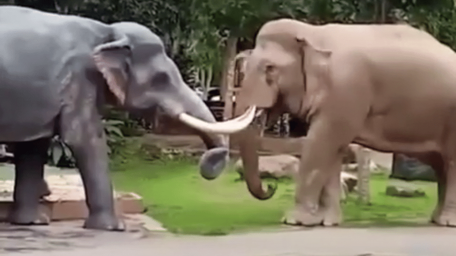 Elefante se aproxima de estátua, pensando ser um macho rival, e a "investiga" com a tromba - Reprodução/YouTube/Smakho4k