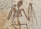 Fósseis mais antigos de morcegos já descobertos ilustram evolução dos mamíferos voadores - Mick Ellison/American Museum of Natural History/Divulgação via REUTERS