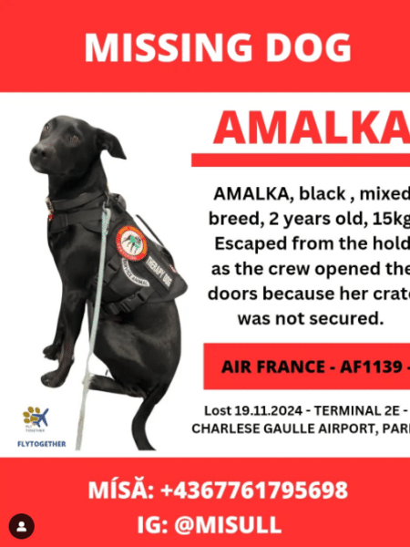 A cachorra Amalka, de dois anos, sem raça definida, escapou de sua caixa de transporte durante o descarregamento do voo da Air France - Reprodução/Instagram