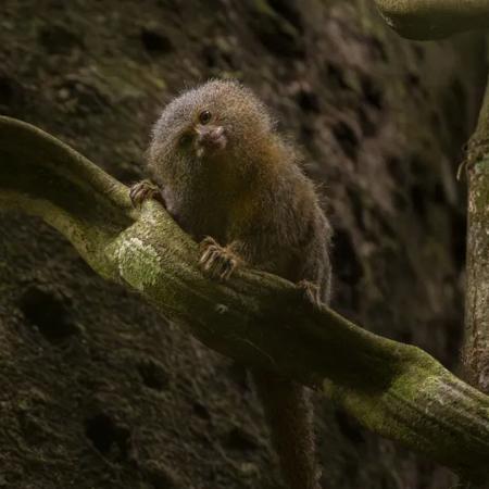 Sagui-pigmeu está entre as espécies ameaçadas de extinção