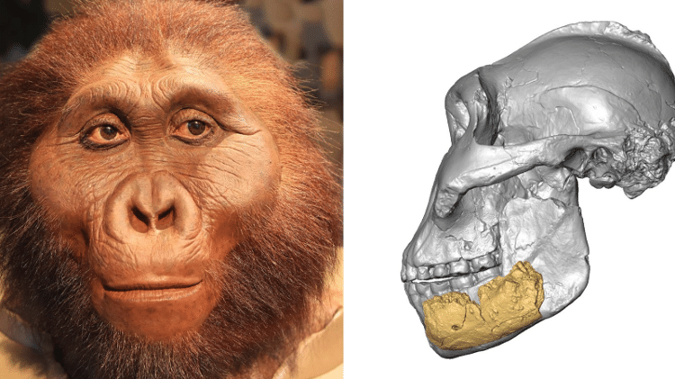 Reconstrução da cabeça do Homem Quebra-Nozes e modelo digital 3D do crânio mostrando a localização da mandíbula fossilizada recentemente descoberta