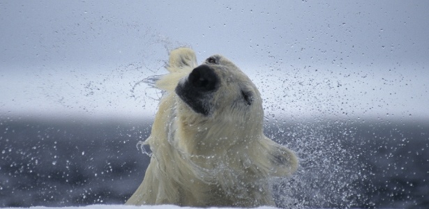 Paul Nicklen/National Geographic Creative