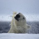 Paul Nicklen/National Geographic Creative