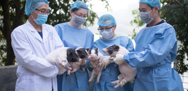 Na China, milhares de porcos morreram após doença que provocava diarreia e vômito - Xinhua
