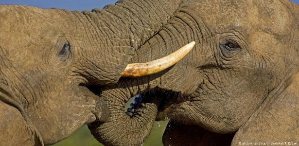 Ataques de elefantes a turistas não são comuns e as autoridades do Zimbábue querem entender o que levou a fêmea a fazer isso - picture-alliance/blickwinkel/P. Espeel