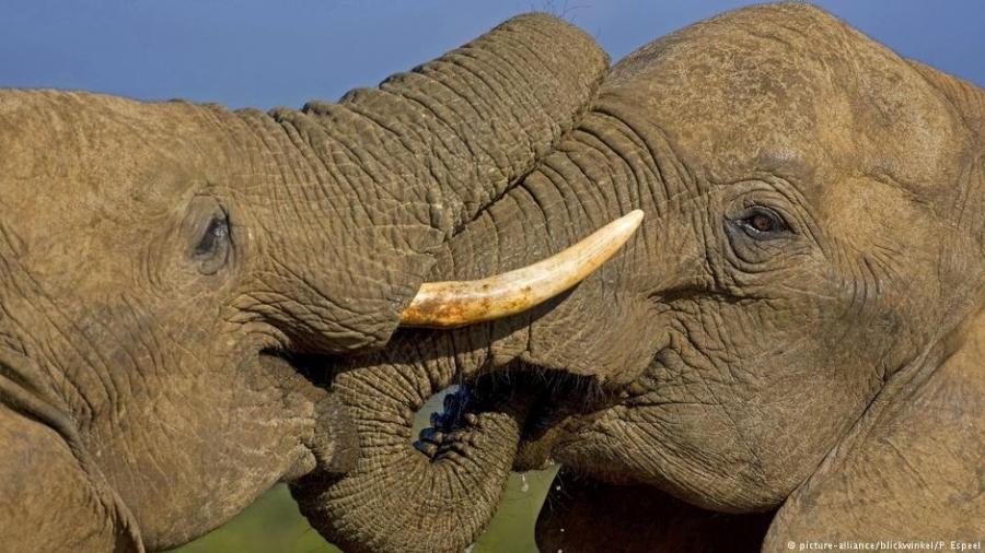 O comércio ilegal de marfim está afetando drasticamente os elefantes - picture-alliance/blickwinkel/P. Espeel