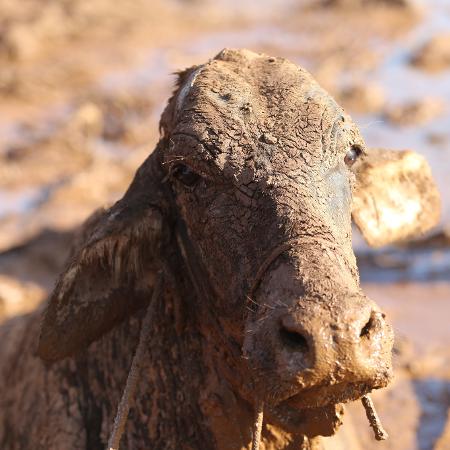 27.jan.2019 - Vaca presa na lama em Brumadinho teve que ser sacrificada - Wilton Júnior/Estadão Conteúdo