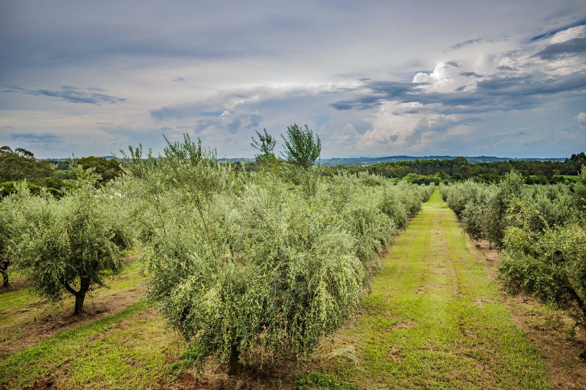 Pomar de oliveiras - Emerson Alves/AgroUrbano