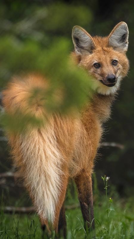 Lobo-guará, o 'semeador de árvores' ameaçado na natureza e homenageado em  nota de R$ 200 - BBC News Brasil