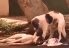 Cão atropelado é socorrido por outro cão até a chegada de ajuda no Ceará - Reprodução/TV Globo