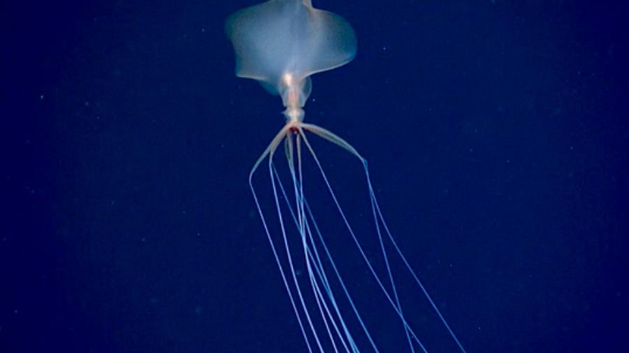 Expedição pelo Golfo do México terminou recentemente e anúncio do avistamento da lula bigfin foi feito pela NOAA - Reprodução/ Twitter/ NOAA Ocean Exploration