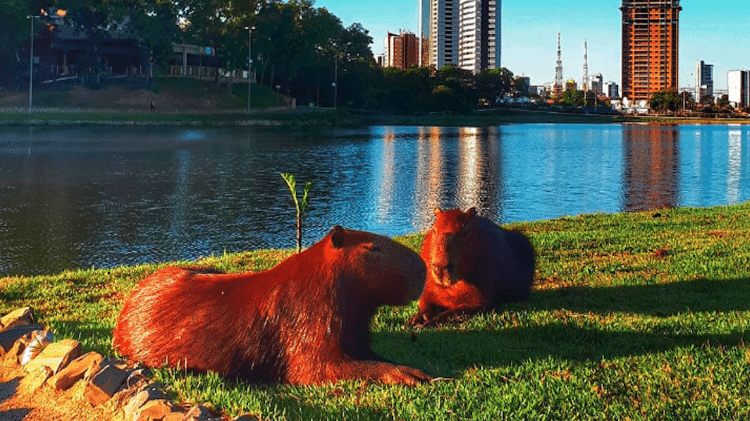 Capivadas no Parque das Águas, em Cuiabá