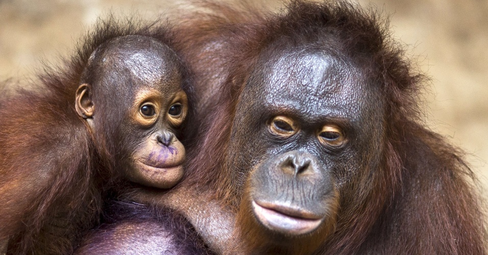27.ago.2015 - Filhote de orangotango de dois anos de idade abraça sua mãe, que está se recuperando depois de um exame de saúde, no Centro de Conservação Kao Pratubchang em Ratchaburi, na Tailândia