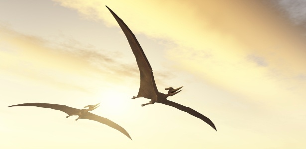 Fóssil raro aponta pterossauro com semelhança a pelicano e vida no