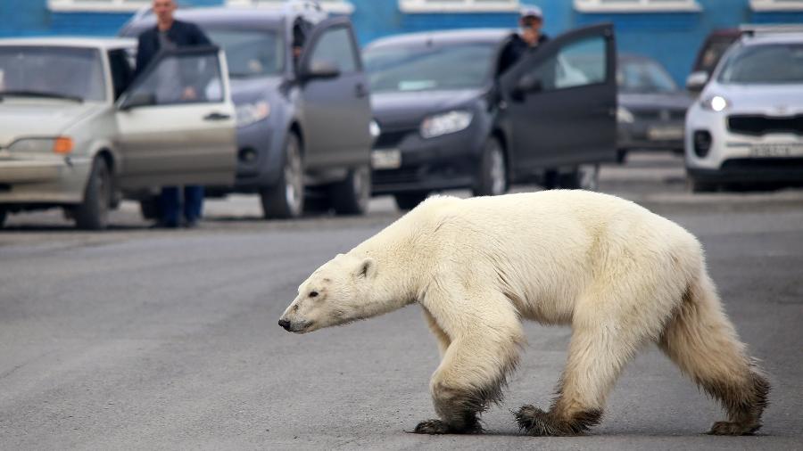 Uma ursa polar faminta foi encontrada na cidade de Norilsk, na Rússia, a milhares de quilômetros de seu habitat natural - AFP