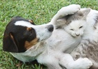 Câmara aprova aumento de pena para quem maltrata cães e gatos - Kryssia Campos/Getty Images