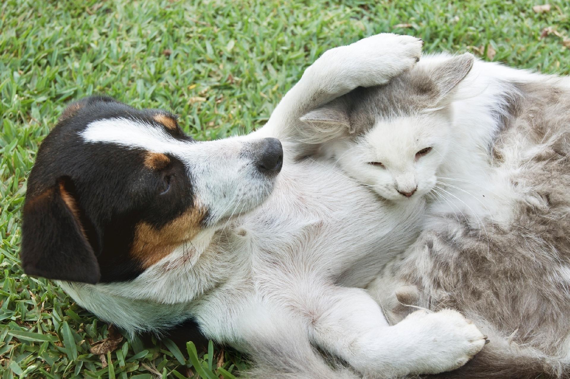 Como fazer cães e gatos viverem em harmonia? Algumas raças se dão melhor?