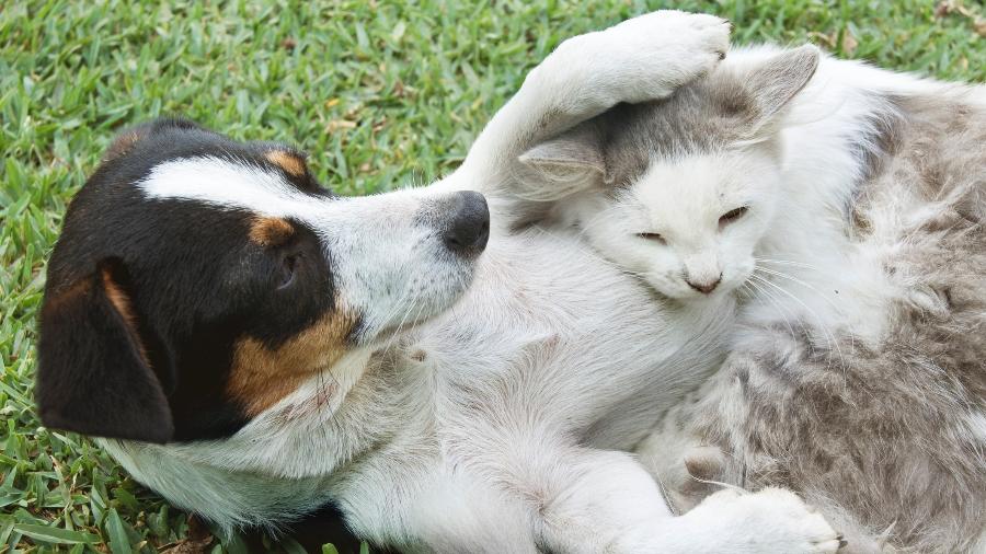 Não há qualquer indício que de cães e gatos transmitam o novo coronavírus - Kryssia Campos/Getty Images