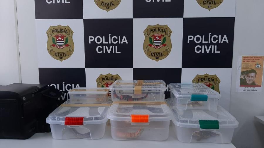 Polícia Civil encontrou oito animais silvestres na zona norte de São Paulo - Divulgação/Polícia Civil