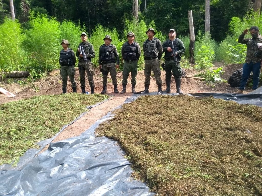 8 mil pés de maconha são achados em terra indígena invadida por traficantes