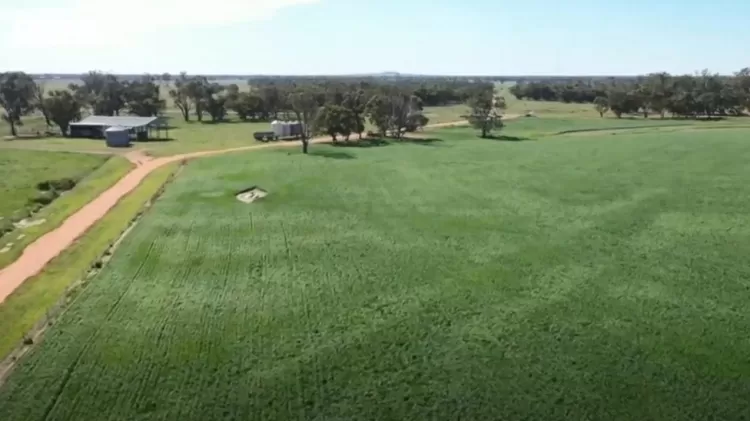 Os campos no sudeste da Austrália se recuperaram da seca e acabaram fornecendo comida para roedores - BBC - BBC