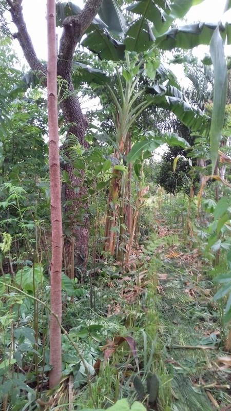 Système agroforestier mis en place il y a 15 ans à Exu, dans la région semi-aride de Pernambuco - Personal Archive - Personal Archive